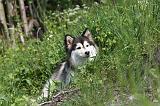 CHIEN FINNOIS DE LAPONIE 116